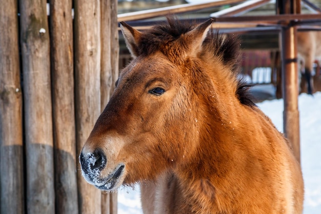 Piękny Equus Przewalskii Caballus Na Zaśnieżonej Drodze