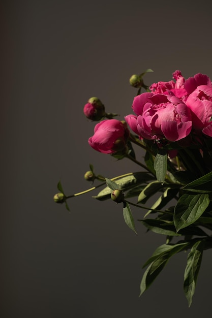 Piękny estetyczny bukiet różowych kwiatów piwonii na ciemnym tle Minimalistyczna kompozycja kwiatowa zbliżenie