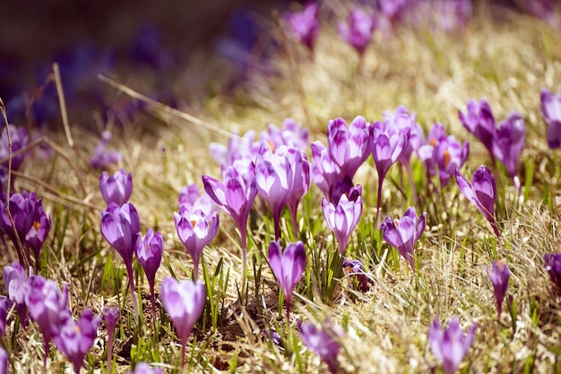 Piękny fioletowy krokus kwiat rosnący na suchej trawie pierwszy znak wiosny Sezonowe tło wielkanocne