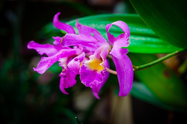 Piękny fioletowy kwiat cattleya labiata karmazynowy cattleya fioletoworóżowa orchidea kwitnąca