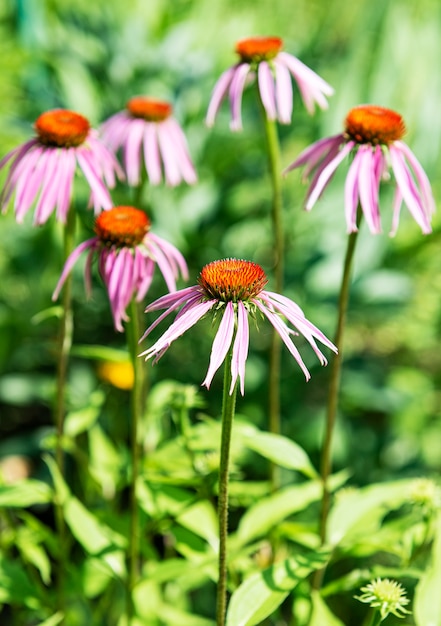 Piękny Fioletowy Kwiat Echinacea W Ogrodzie