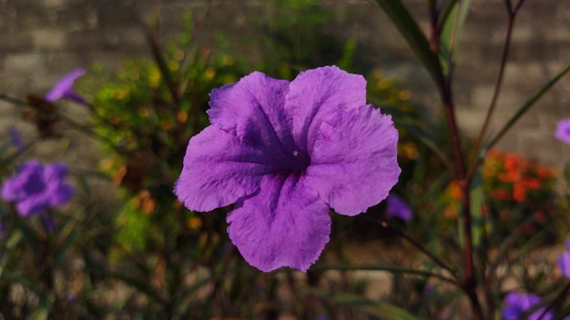 Piękny fioletowy kwiat kwiat z ciemnym i rozmytym tłem.