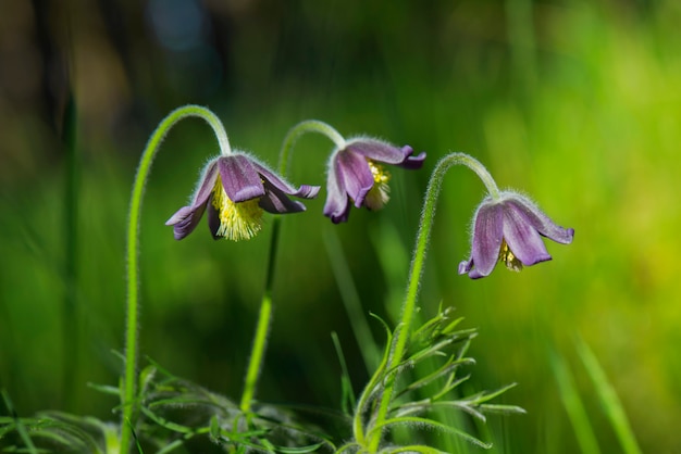 Piękny fioletowy mały wiosenny kwiat. Pulsatilla Montana.