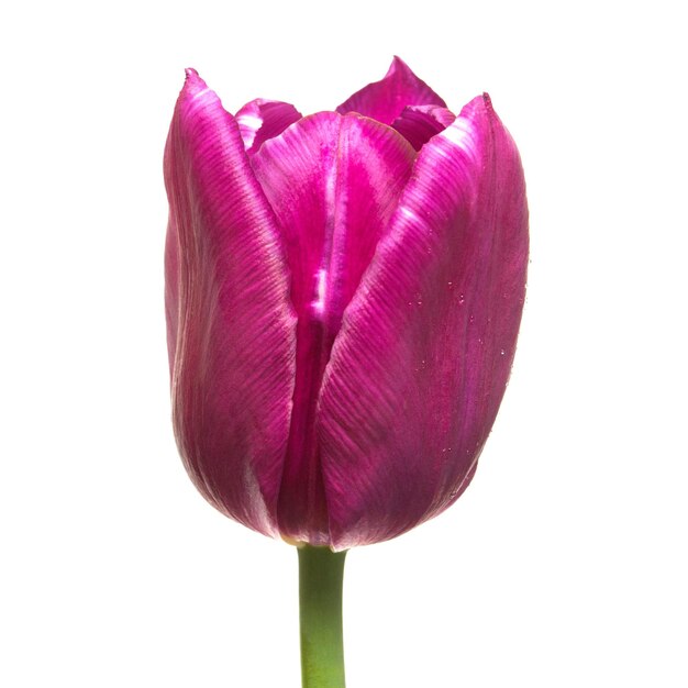 Piękny fioletowy tulipan kwiat na białym tle. Płaski układanie, widok z góry