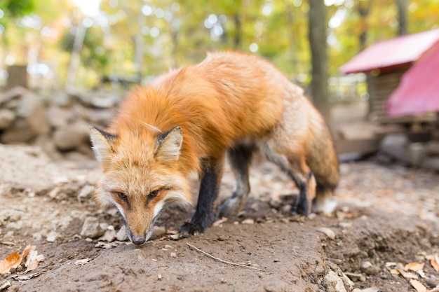 Piękny Fox