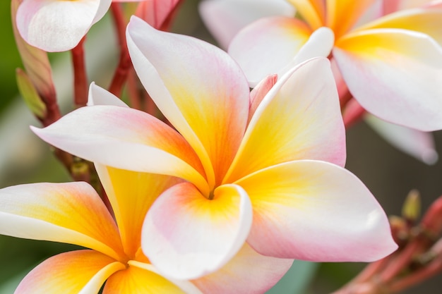 Piękny frangipani