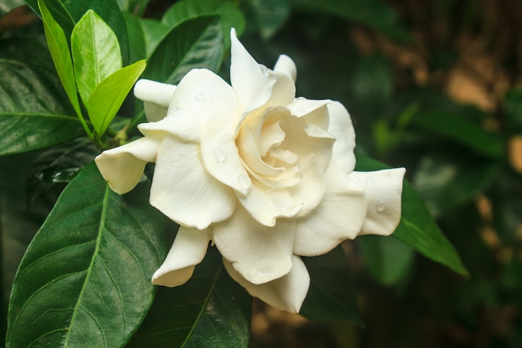 Zdjęcie piękny gardeni jasminoides kwiat na drzewie