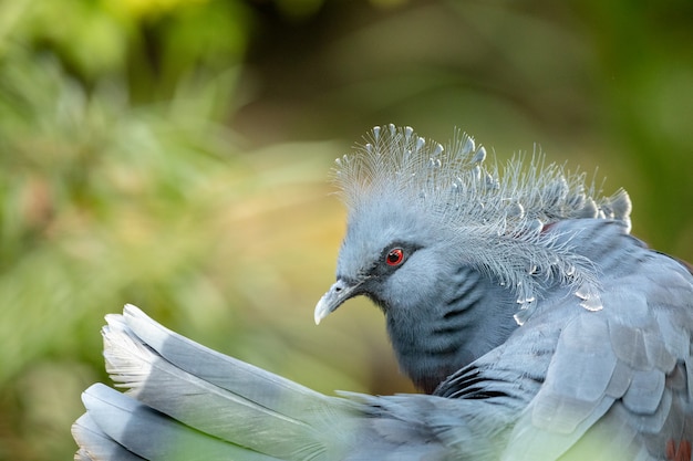 Piękny Gołąb Koronowany Victoria - Goura Victoria. Pióra Ogona I Głowa