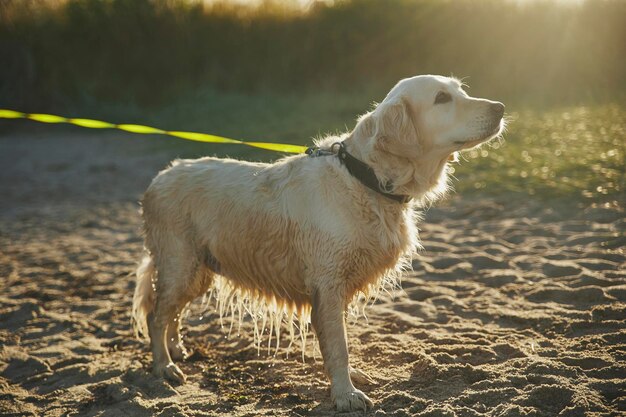 Piękny golden retriever po kąpieli w morzu