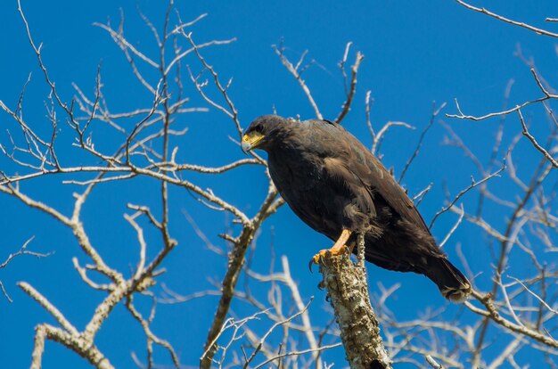 Piękny Great Black Hawk na brazylijskich terenach podmokłych