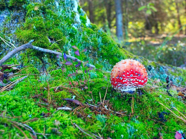 Piękny grzyb dużej czerwonej muchy agaric rosnący w zielonym mechu w pobliżu pnia drzewa w lesie