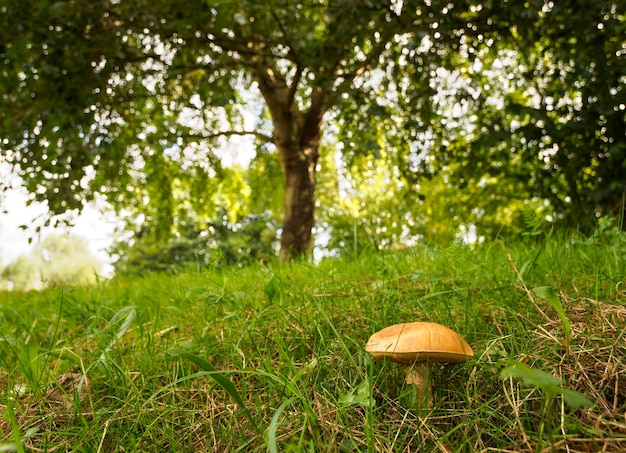 Piękny grzyb pod zielonym drzewem w holenderskim lesie