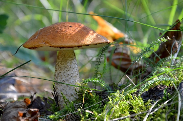 piękny grzybek z czerwoną czapką, borowik w lesie