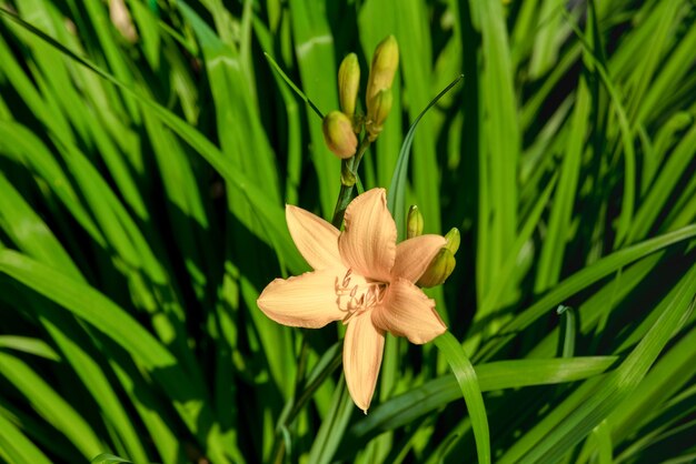 Piękny Hemerocallis, żółty Kwiat