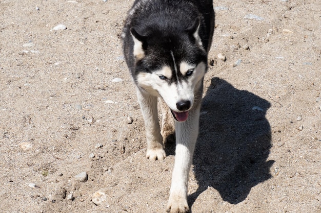 Piękny husky latem na piasku