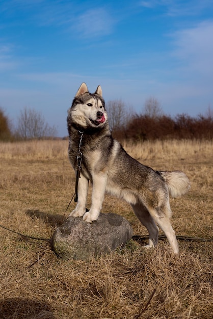 Piękny husky syberyjski w przyrodzie