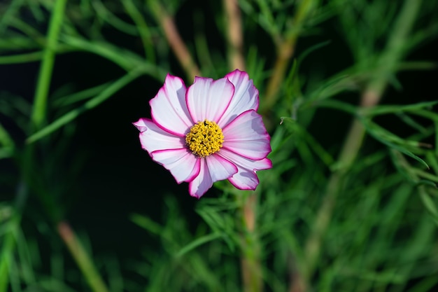 Piękny i delikatny kwiat Cosmos rośnie w ogrodzie