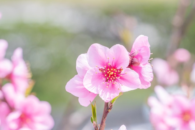 Piękny i elegancki jasnoróżowy kwiat kwiatu brzoskwini na gałęzi drzewa w publicznym parku ogród wiosną Japonia Niewyraźne tło