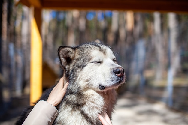 Piękny I Miły Pasterz Z Alaskan Malamute Siedzi W Zagrodzie Za Kratami I Patrzy Inteligentnymi Oczami. Woliera Kryta. Pies Jest Głaskany Ręcznie