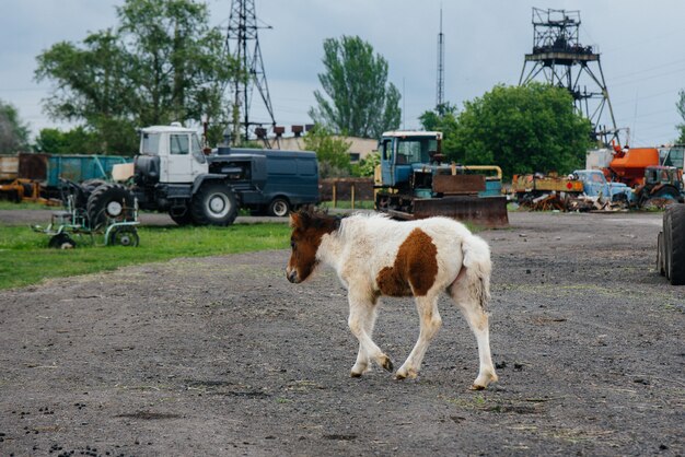 Piękny I Młody Kucyk Spacerujący Po Ranczo. Hodowla Zwierząt I Hodowla Koni.