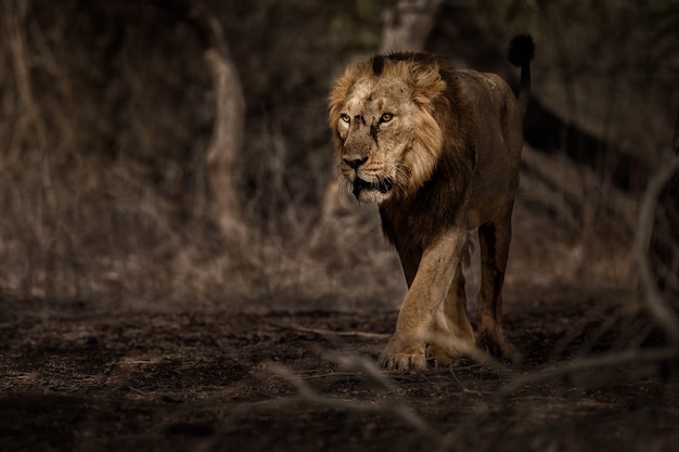 Piękny i rzadki samiec lwa azjatyckiego w naturalnym środowisku w parku narodowym Gir w Indiach