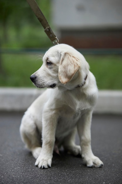 Piękny i uroczy szczeniak golden retriever siedzi na chodniku Golden retriever pies czystej krwi