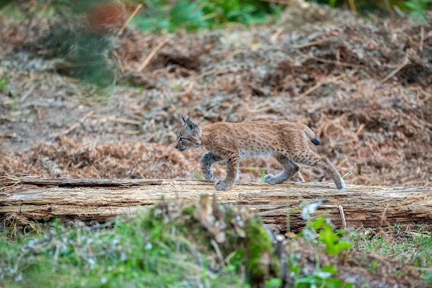 Piękny I Zagrożony Ryś Euroazjatycki W Naturalnym środowisku Lynx Lynx