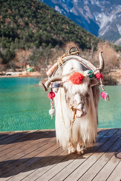 Piękny Jak W Dolinie Blue Moon, Punkt Orientacyjny I Popularne Miejsce Dla Turystów W Malowniczym Obszarze Jade Dragon Snow Mountain (yulong), W Pobliżu Starego Miasta W Lijiang. Lijiang, Yunnan, Chiny.