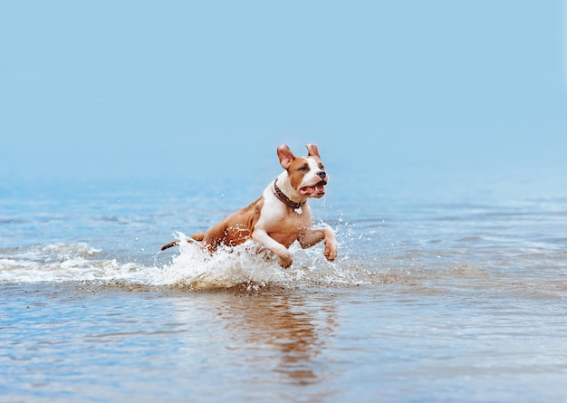 Piękny Jasnoniebieski Pies Rasy American Staffordshire Terrier Kąpie Się W Wodzie, Skacze I Natryskuje