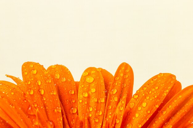 Piękny jasny gerber pomarańczowy w makro