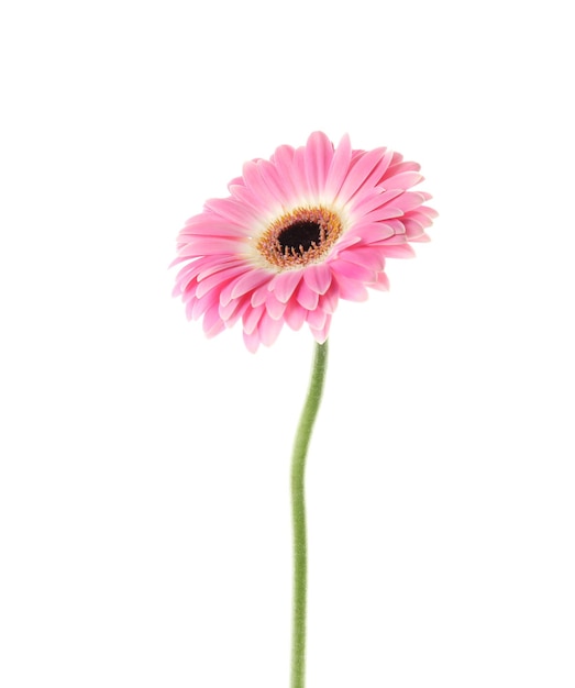 Piękny jasny gerbera kwiat na białym tle