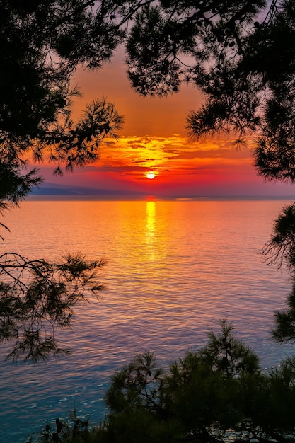 Piękny jasny zachód słońca nad morzem, przez sosny, Chorwacja