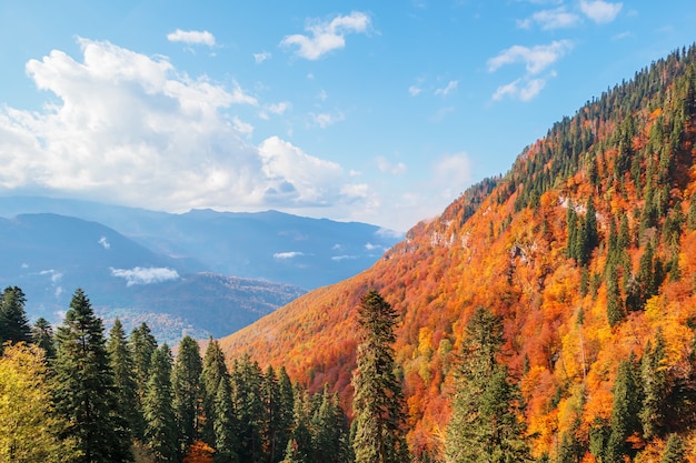 Piękny jesienny krajobraz górski. Widok z góry na kolorowe drzewa w górach Kaukazu.