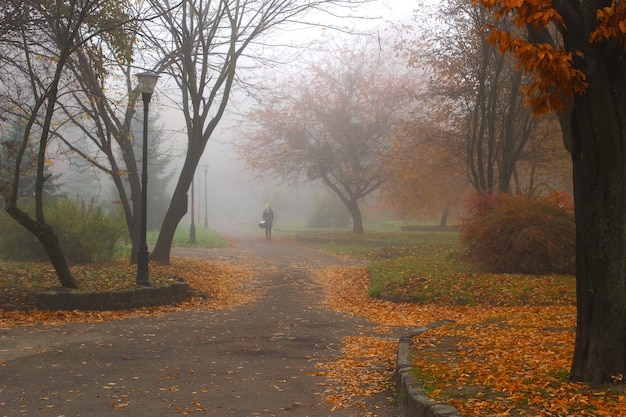 Piękny jesienny krajobraz. Mglisty park.