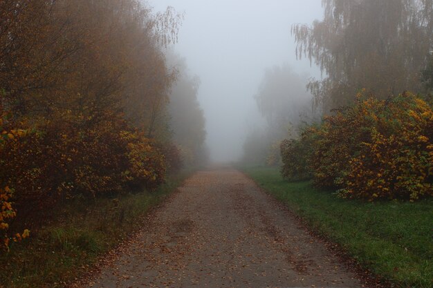 Piękny jesienny krajobraz. Mglisty park.