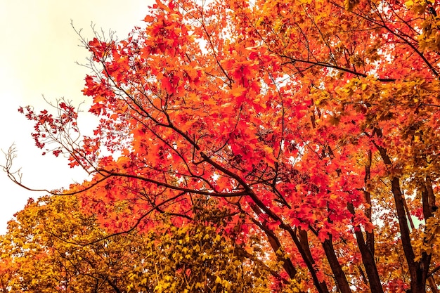Piękny Jesienny Krajobraz Tło Vintage Natura Scena W Sezonie Jesiennym