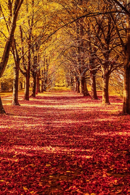 Piękny Jesienny Krajobraz Tło Vintage Natura Scena W Sezonie Jesiennym