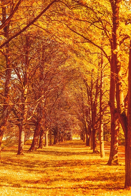 Piękny jesienny krajobraz tło vintage natura scena w sezonie jesiennym