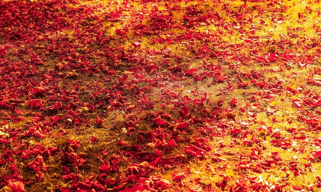 Piękny jesienny krajobraz tło vintage natura scena w sezonie jesiennym