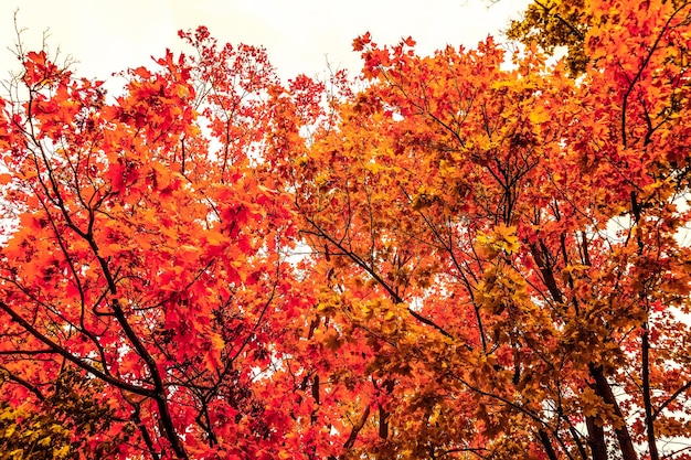 Piękny jesienny krajobraz tło vintage natura scena w sezonie jesiennym