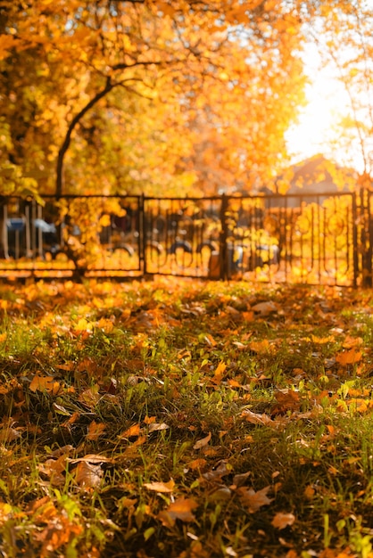 Piękny jesienny krajobraz z żółtymi drzewami i słońcem