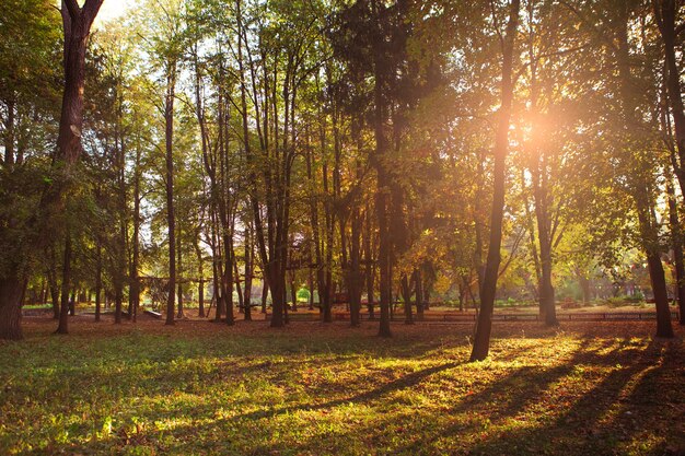 Piękny jesienny park. Las jesienią.