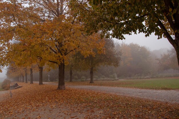 Piękny jesienny park w tle