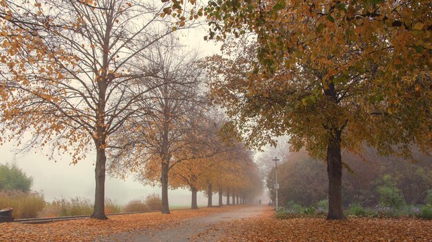 Piękny Jesienny Park W Tle