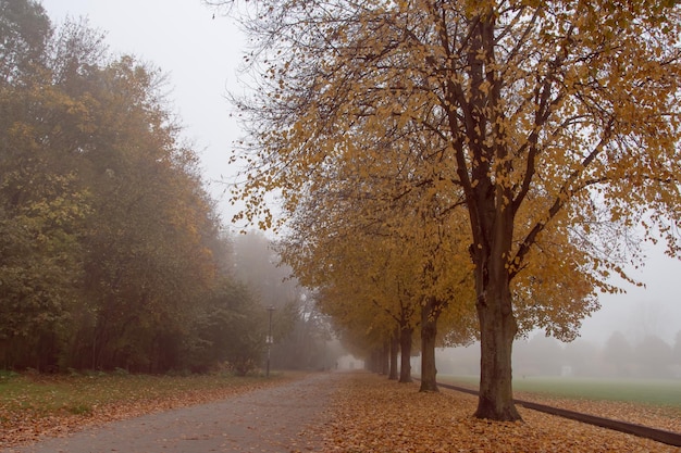 Piękny jesienny park w tle