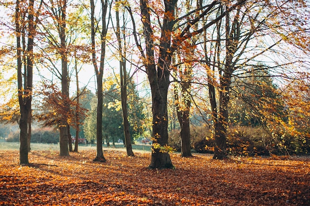 Piękny jesienny park z żółtymi drzewami przy słonecznej pogodzie