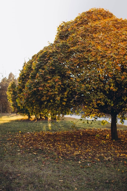 Piękny jesienny park z żółtymi drzewami przy słonecznej pogodzie