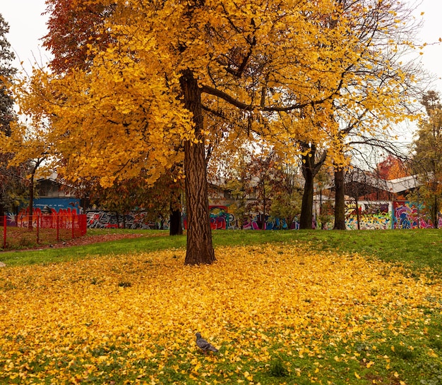 Piękny jesienny park z żółtymi drzewami w Mediolanie