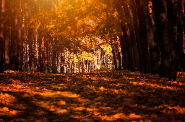 Piękny jesienny park