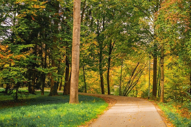 Piękny jesienny widok w parku parkautumn z żółtymi drzewami i żółtą trawą w mieście Ingolstadt w Bawarii w Niemczech